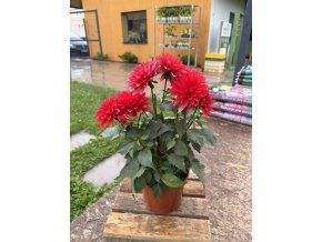 DAHLIA