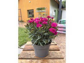 DIANTHUS PEMAN