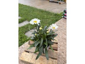 LEUCANTHEMUM