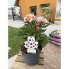 ALSTROMERIA