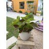 COLEUS