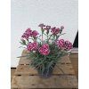 DIANTHUS STRAWBERRY EYES