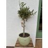 OLEA EUROPAEA