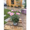 CHRYSANTHEMUM FRUTESCENS