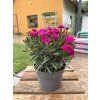 DIANTHUS PEMAN