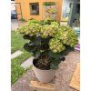 HYDRANGEA MACR. MIX 12+