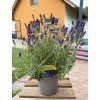LAVANDULA ANGUSTIFOLIA ARDECHE BLUE