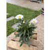 LEUCANTHEMUM