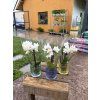 PHALAENOPSIS MINI MIX 2TAK SKLO