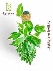  Rašeliníková tyč | chilský rašeliník | Kytyčky
