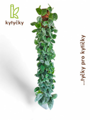 Rašeliníková tyč | mechová tyč | Kytyčky