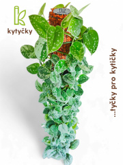  Rašeliníková tyč | značka Kytyčky