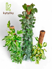  Rašeliníková tyč | chilský rašeliník | Kytyčky