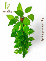 Rašeliníková tyč | mechová tyč | Kytyčky