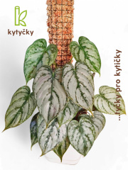  Rašeliníková tyč | opěrná tyč k rostlinám | Kytyčky