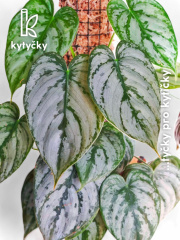  Rašeliníková tyč | chilský rašeliník | Kytyčky