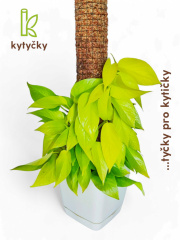  Rašeliníková tyč | opěrná tyč k rostlinám | Kytyčky