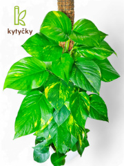 Rašeliníková tyč | mechová tyč | Kytyčky