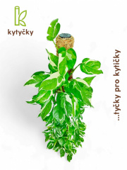  Rašeliníková tyč | opěrná tyč k rostlinám | Kytyčky
