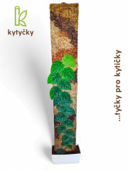  Rašeliníková tyč | chilský rašeliník | Kytyčky