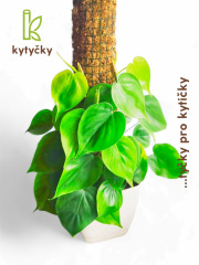 Rašeliníková tyč | chilský rašeliník | Kytyčky