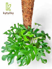  Rašeliníková tyč | chilský rašeliník | Kytyčky