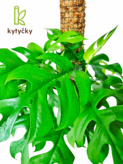 Rašeliníková tyč | mechová tyč | Kytyčky