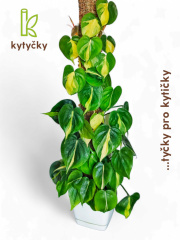  Rašeliníková tyč | opěrná tyč k rostlinám | Kytyčky