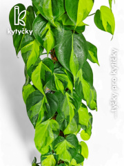 Rašeliníková tyč | mechová tyč | Kytycky.cz