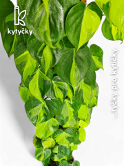  Rašeliníková tyč | Kytycky.cz