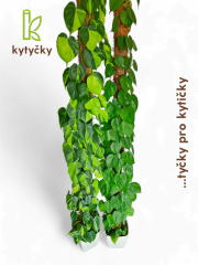  Rašeliníková tyč | chilský rašeliník | Kytycky.cz