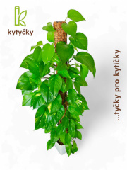  Rašeliníková tyč | mechová tyč | Kytycky.cz