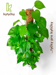  Rašeliníková tyč | Kytycky.cz