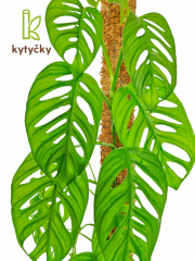  Rašeliníková tyč | alternativa kokosové tyče | Kytycky.cz