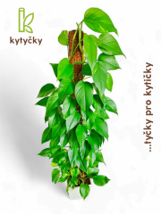  Rašeliníková tyč | chilský rašeliník | Kytycky.cz