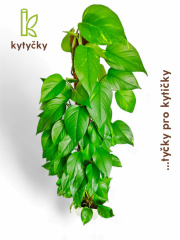  Rašeliníková tyč | mechová tyč | Kytycky.cz