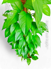  Rašeliníková tyč | Kytycky.cz