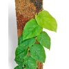Kytyčka hranatá QUATTRO 20 TOP, 20 x 6 cm s vyměnitelným stojanem