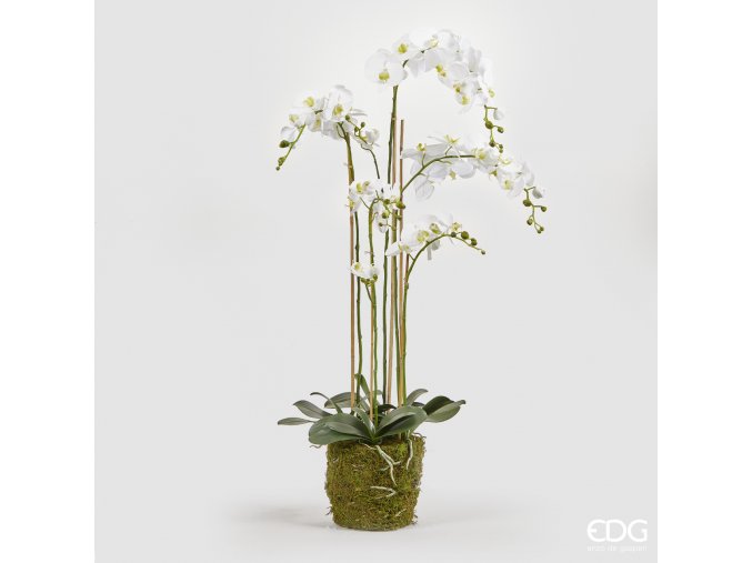 Bílá Orchidej s mechem a kořeny EDG H132
