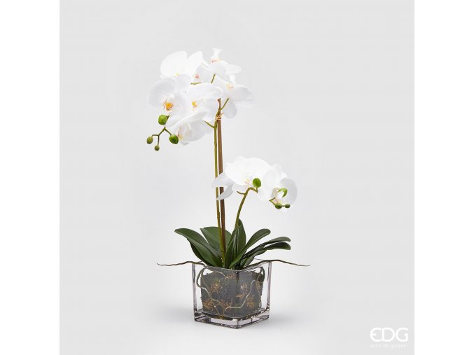 Bílá orchidej ve skleněné váze EDG 59cm