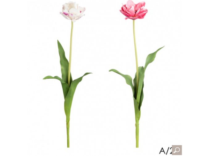 Tulipán H71 růžový / bílý