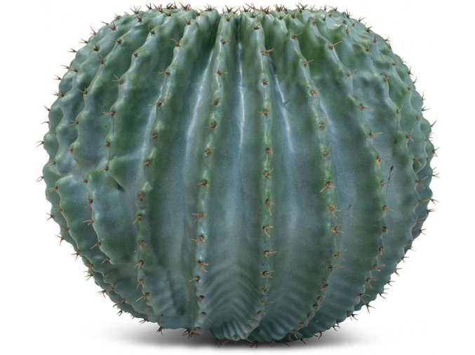 designový hedvábný kaktus