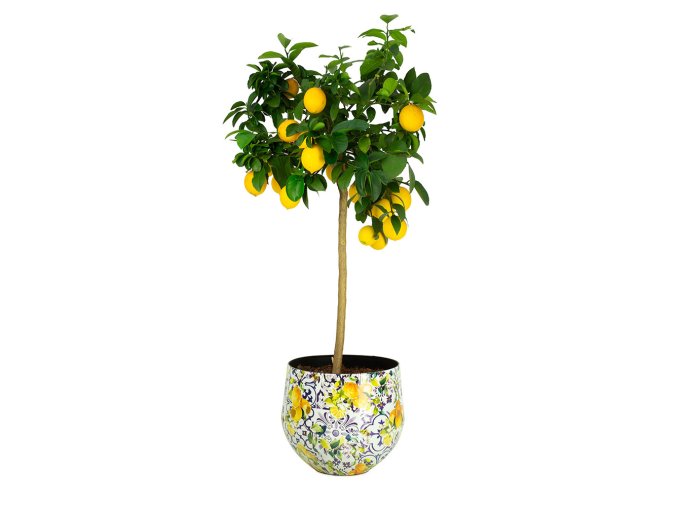 Květináč Lemon Fusion, kov, barevný , vzor citrónu, Fleur Ami
