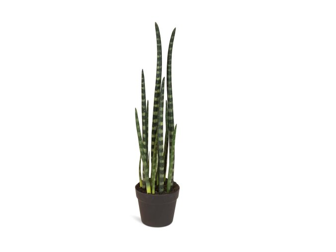 Sansevieria cylindrica, válcovité konopí, umělá květina, rostlina, Fleur Ami