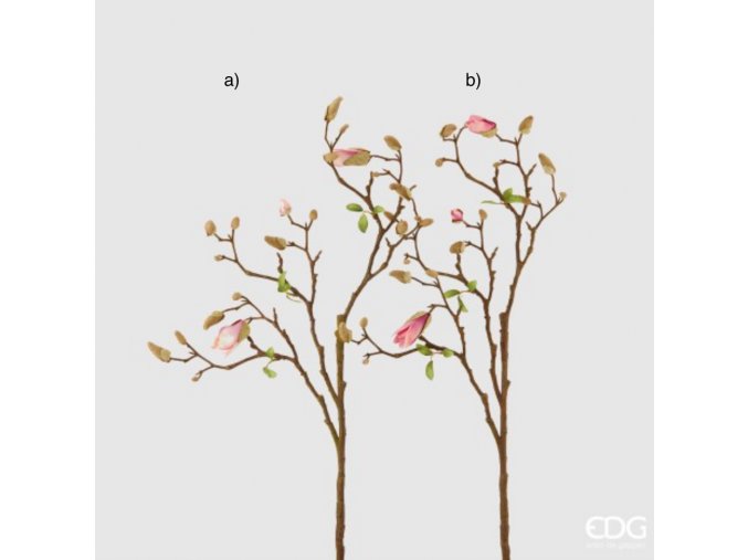 Růžová magnolie EDG H82