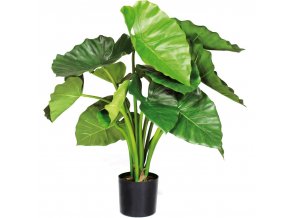 ALOCASIA CALIDORA - Alokázie