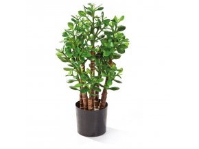 20292 crassula ovata 060 001