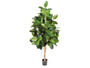 20287 ficus elastica 180 001