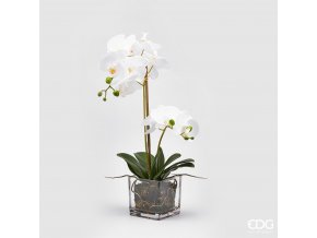 Bílá orchidej ve skleněné váze EDG 59cm