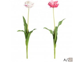Tulipán H71 růžový / bílý